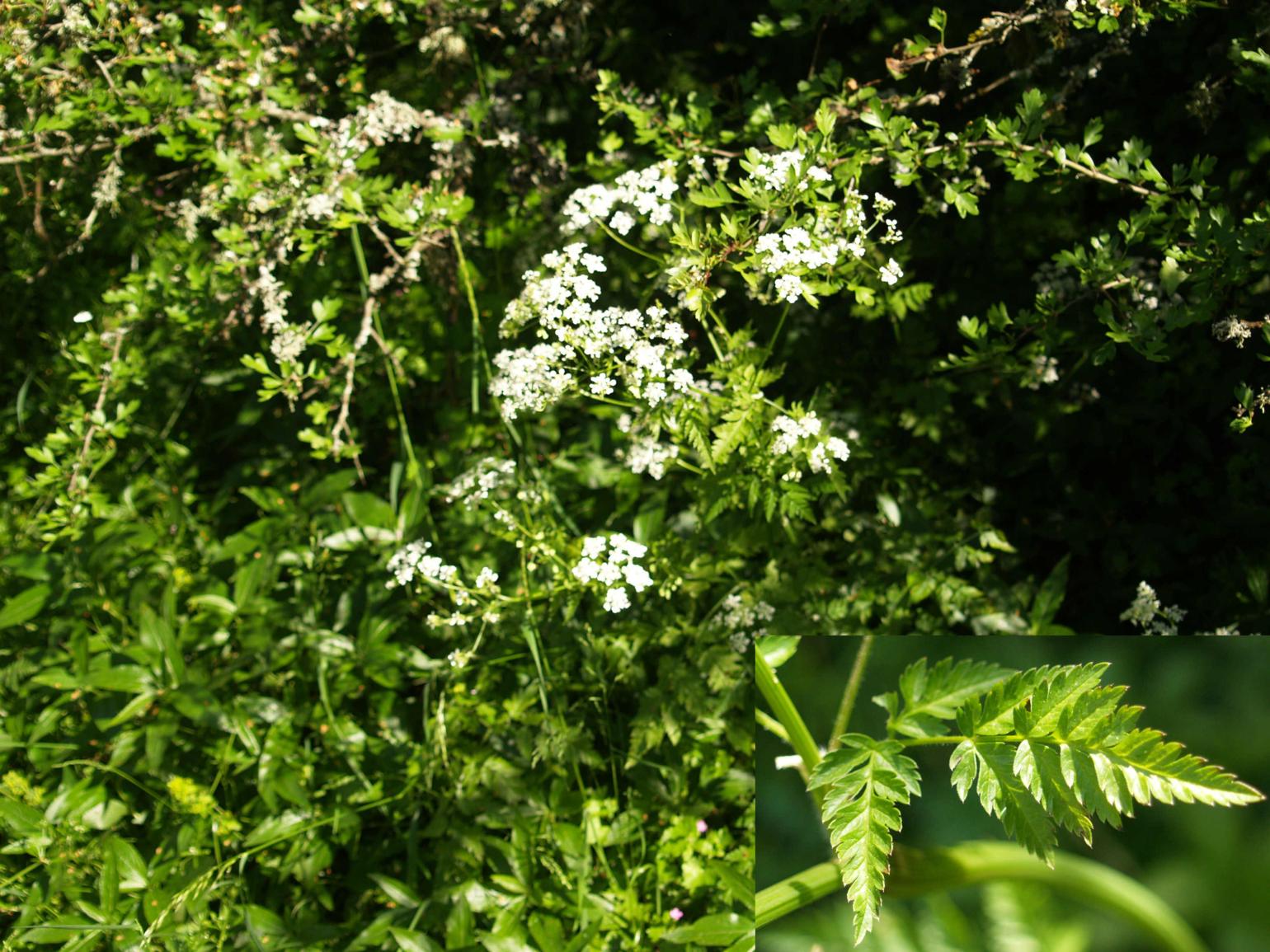 Chervil, Golden